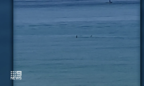 A large shark was sighted close to shore shortly before the attack.