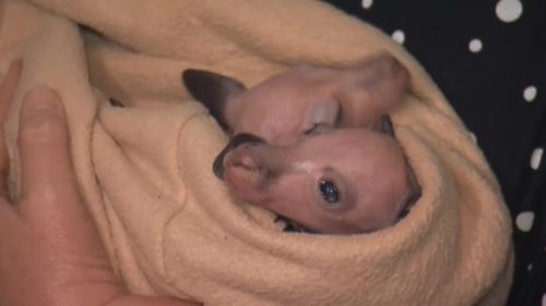 Andy and Zac weigh just 495 grams each; a light but mighty bundle of joy. (9NEWS)