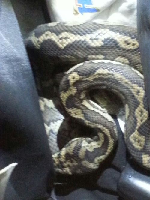 Melbourne police officer searches backpack and finds a snake