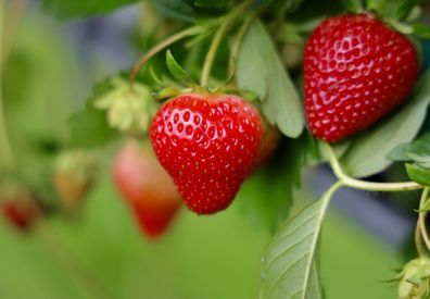 Growing strawberries