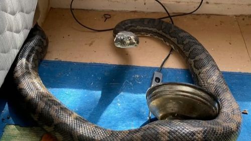 Man shocked after two massive snakes crash through ceiling