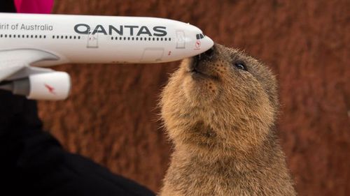 One of the new aircraft is named after iconic WA animal, the Quokka.