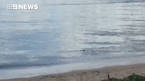 The two-metre croc was found five metres from shore. (9NEWS)