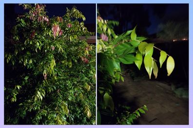 Images De Plantes Et De Fleurs Prises Sur Le Samsung Galaxy A54 En Utilisant Le Paramètre Nightography.