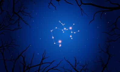 Vector illustration Saggitarius constellation. Tree branches, dark blue starry sky, cosmos. Illustration of constellation scheme Saggitarius.