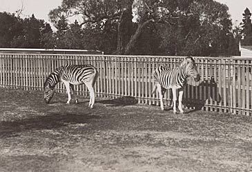 When was Australia's first zoo, Melbourne Zoo, founded?