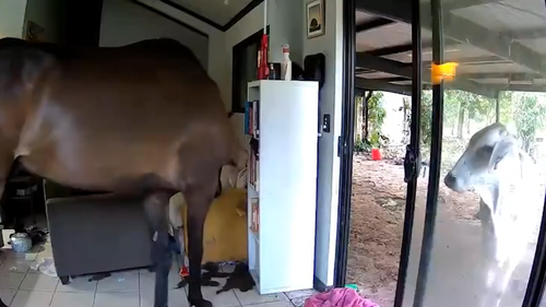 Two horses and a bull were seen entering Northern Territory Politician Andrew Mackay's house.
