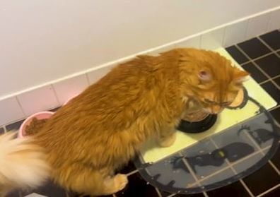 Cat won't eat unless owner is standing nearby