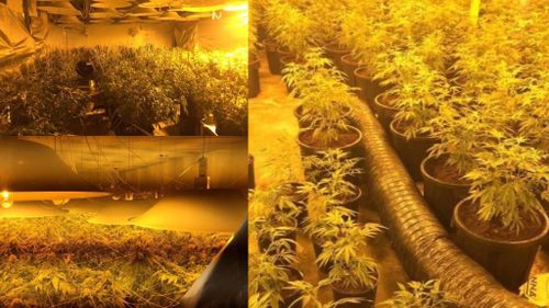 $2.4 million cannabis set-up found in Wollongong