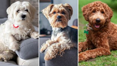 Low shedding dog breeds