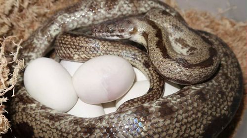 A mother snake with her clutch.