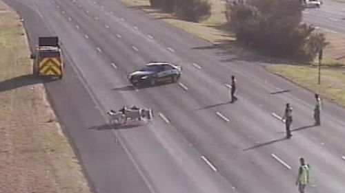 No kidding around for police after goats stop traffic in Melbourne