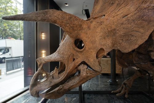 The skull of a triceratops exposed ahead of its auction sale in October. 
