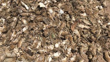 Hundreds more mice in Gilandra. mice plague