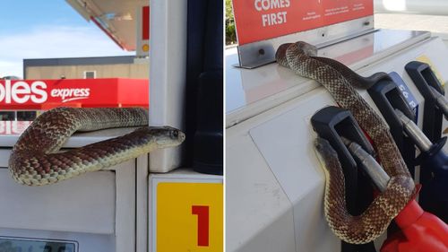 This deadly tiger snake was captured at a service station in Melbourne.