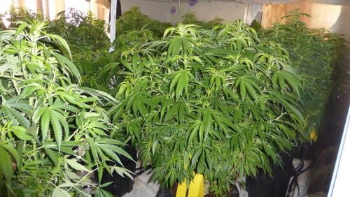 Police seize cannabis plants with estimated street value of more than $400,000 from Punchbowl home