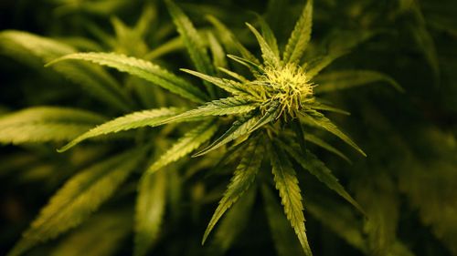 Queensland will follow NSW in trialing the use of medicinal cannabis. (AAP)