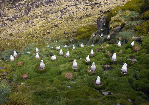 There are 28 species of seabirds on Marion Island. The albatross who nest on the ground are vulnerable to attacks from the zombie mice.