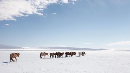 A herd of horses walk across Mongolia's frozen plains.