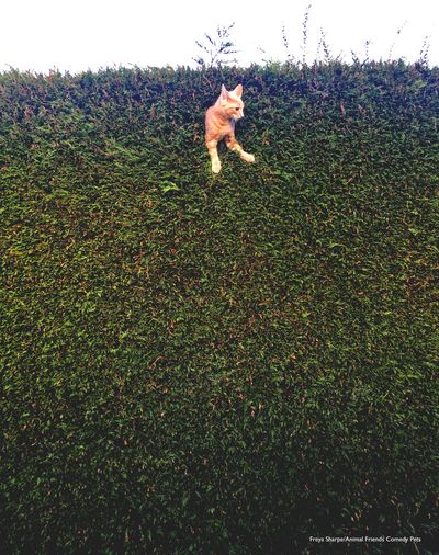 Titled: Jack the cat stuck in the hedge