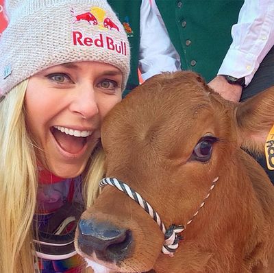 <b>What do you get when you win your 61st ski World Cup win? Why, a cow of course!</b><br/><br/>US downhill specialist Lindsey Vonn was at her very best when she claimed her latest success with a time of 1min 44.47 sec at Val D’Isere in France.<br/><br/>The girlfriend of Tiger Woods was then presented with a calf to commemorate her win.<br/><br/>The bovine certainly made an impression on Vonn, the 30-year-old taking snap after snap with her four-legged prize.<br/>