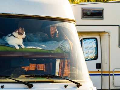 Cat laying on bed in rv integra camper car and looking around trought front window pane. Motorhome traveling with pet.