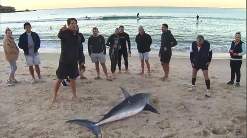 A small crowd gathered to see the animal, which had been moved onto the beach and out of the ocean by surfers. Picture: 9NEWS.