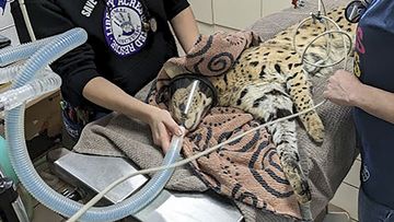 This January 2023 photo provided by Cincinnati Animal CARE shows a serval being treated after it was found to have cocaine in its system in Cincinnati. The cat was later transported to the Cincinnati Zoo.