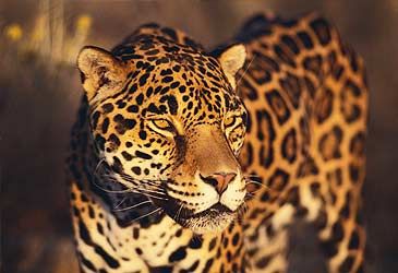 The jaguar is native to which continent?