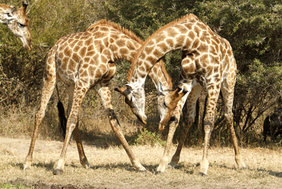 Female giraffes make
friends, male giraffes fight