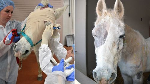 Dr Nikki Scherrer, Ophthalmology Resident at Penn Vet New Bolton Center, performs a procedure on Lily's left eye. (Facebook/Penn Vet New Bolton Center)