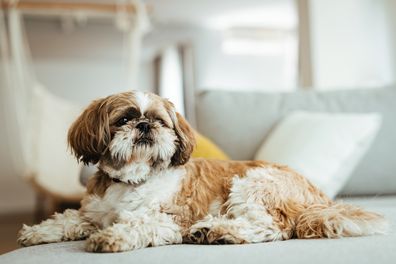Shih tzu