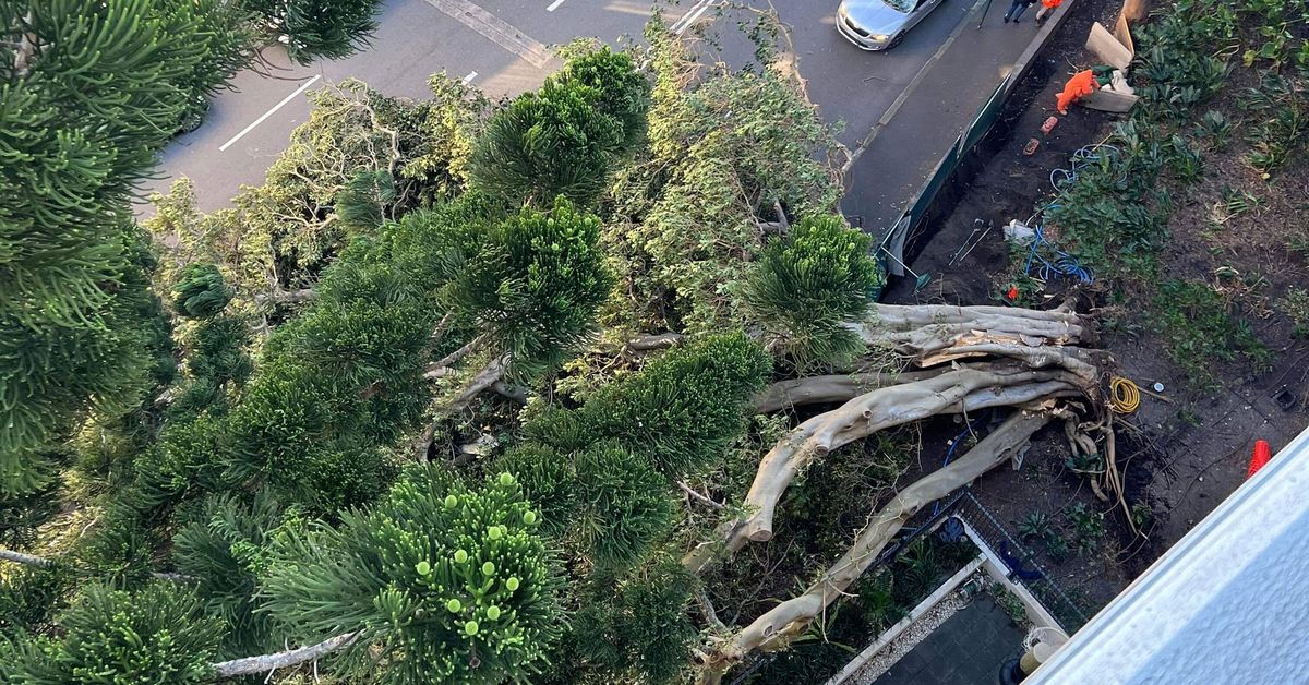 Massive tree tears from roots, blocks traffic on busy Sydney road