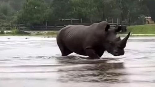 This rhino's enclosure is underwater at Mogo Zoo - which was almost destroyed by fire last year.