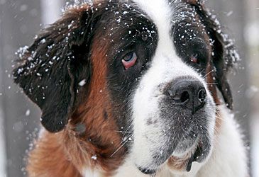 The St Bernard was bred for what type of work?