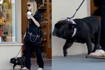 Reese expresses her love of designer fashion through her doggy pal. Meet her posh French Pitbull, Coco Chanel.