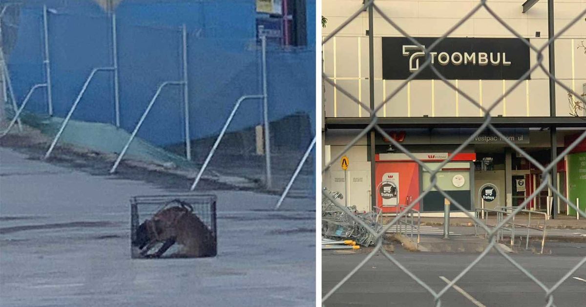 ‘It broke my heart’: Woman snaps photo of caged guard dog at shopping centre site