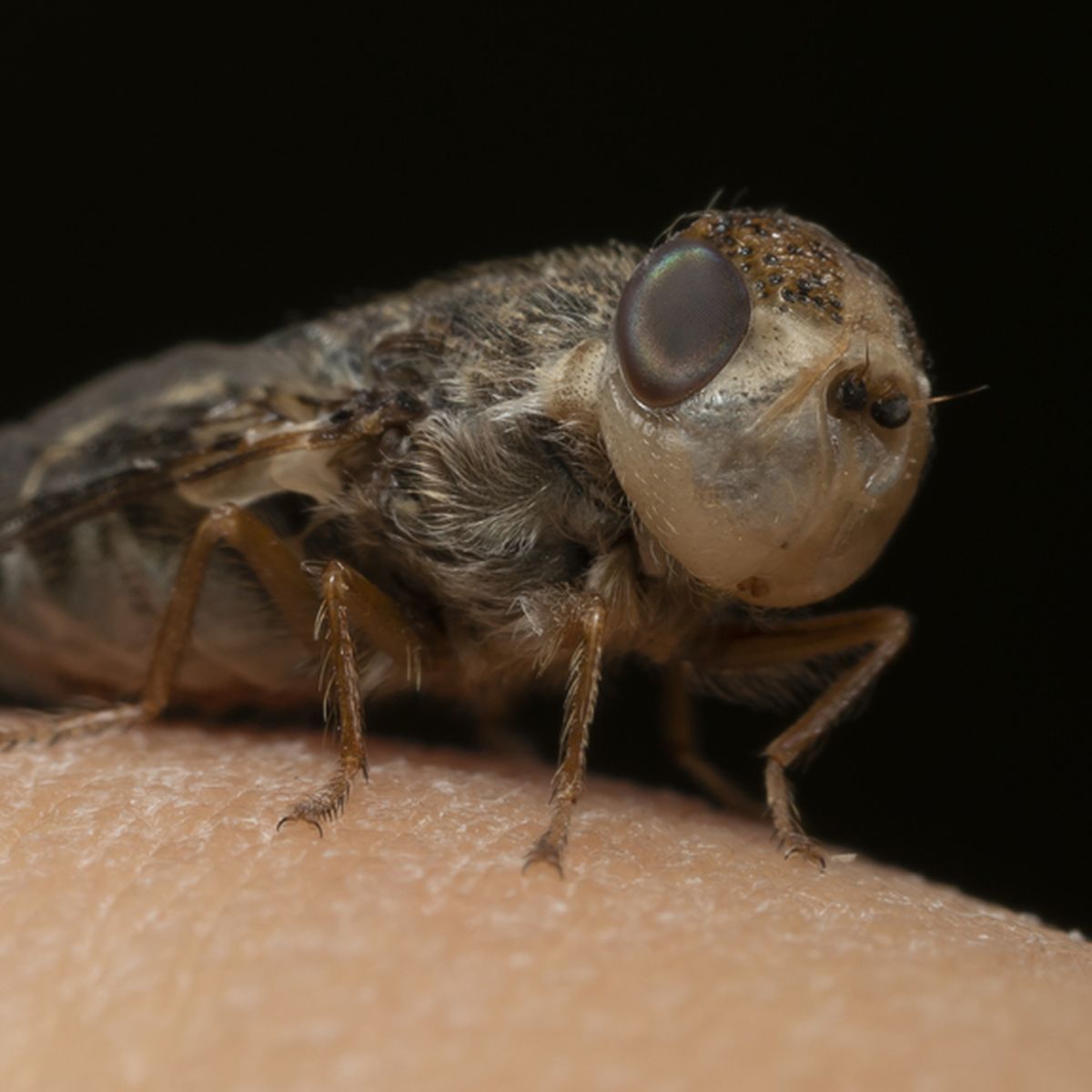 Man has fly larvae removed from eye after gardening encounter
