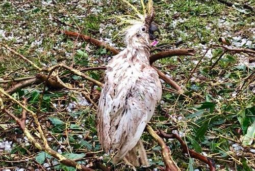 A cockatoo after the storm that hit Damien Tessmann's Qld farm.