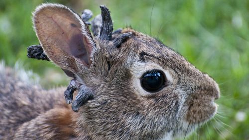 Vadnais Heights, Minnesota. Eastern Cottontail rabbit." Sylvilagus floridanus"  Rabbit with the papilloma virus (CRPV), or Shope papilloma virus,which is a type I virus under the Baltimore scheme, possessing a nonsegmented dsDNA genome. It infects rabbits, causing keratinous carcinomas, typically on or near the animals head. 6/18/2009