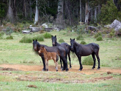 State parliament passed laws giving heritage status to brumbies in the Kosciuszko National Park, despite the environmental damage they are capable of. Picture: AAP.