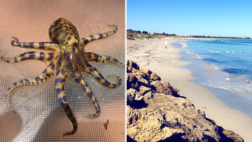 Blue Ringed Octopus Western Australia Coogee Beach