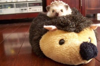 Pics via <a href="http://www.buzzfeed.com/peggy/animals-with-stuffed-animals-of-themselves">Buzzfeed</a>