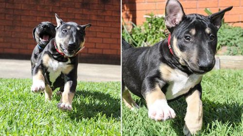 Adoption requests flood in for Sydney puppies abandoned by breeder