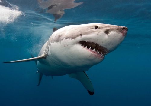 Australia recorded the second-highest tally of shark attacks worldwide last year.