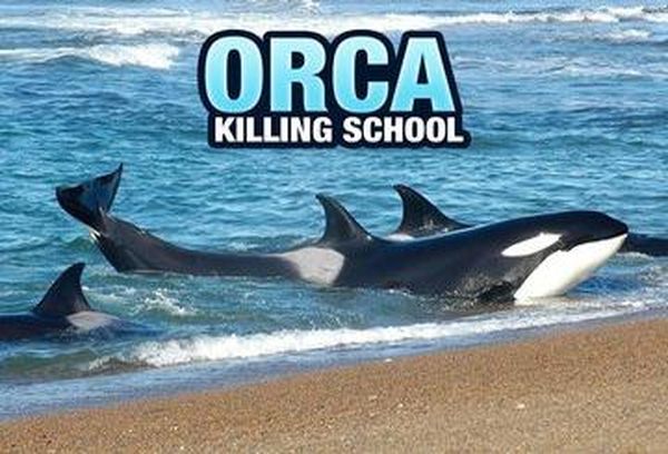 Orca Killing School