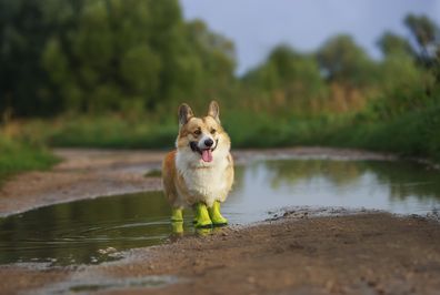 Corgi dog wearing dog boots.