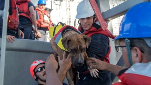 Ms Appel and Ms Fuiaba's dogs were also brought aboard during the rescue. (US Navy)