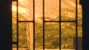 NSW police accidentally uncover hydroponic cannabis set up in Liverpool home.