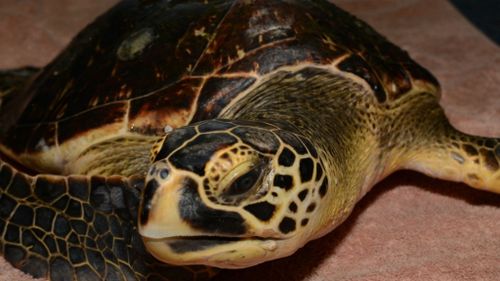 Rare hybrid turtle released on the Great Barrier Reef